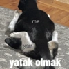 Kedi 15