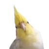 Birds 2.0 27