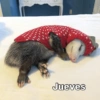 Rreacciones para JUEVES 4 8