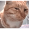 Kucing meme 17