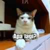 Bobby Kucing Prabowo 🐱 23
