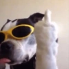 Mood pal perro 🐕🌭 12