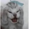 Kucing meme 18