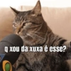 GATINHOS REAGINDO 16