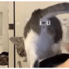 Kucing LUCU BGT 16