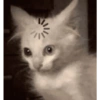 Kucing anomali 7