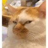 Kucing meme 11