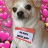 Cães e corações 7