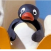 Pingüino penguin 😎 8