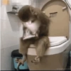 Macaquinhos 🙈 5
