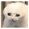 Kucing anomali 8