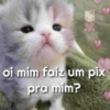 GATINHOS REAGINDO 11