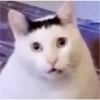 Memes de michis 😻😺💘 10