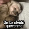 Changuitos Reacciones! 🐵🐒 6