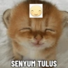 Stiker kucing 11