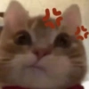 Kucing LUCU BGT 8