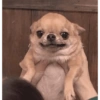 Cachorro meme 12