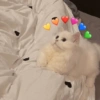 Romantic cats ❤️🐈 6