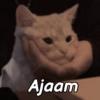 Gatitos Memes😺✨💕9 13