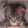 Gatitos fofitos ❤️ 9