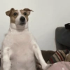 Cachorro meme 8