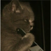 Animals 9