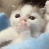 Gatitos. | @ocenferios  Haki. 11