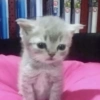 Gatitos. | @ocenferios  Haki. 10