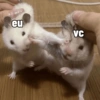 eu VC