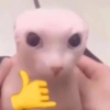 Cat 30