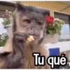 Changuitos Reacciones! 🐵🐒 9