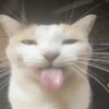 Gato sacando la lengua 18