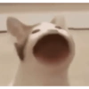 🐈GATO-s MEME-s🌐 11