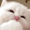 Kucing lucu 9