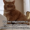 Gatos Pa Contestar🐈⚡ 13