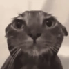 Gatinhos + reações 27