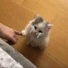 Gatinhos 5