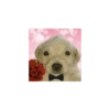 Te amo mi bida  14