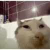 Kucing no context 16
