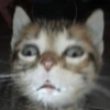Cat 22