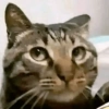 Kucing meme 27