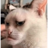 Gatos coringa 16