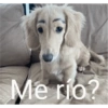 Waos - Perro con cejas🐶 13