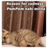 Reason for sadness 8 PomPom nahi milna 10.