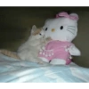 Gatinhos 29