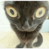 Kucing no context 5
