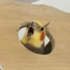 Calopsita Fofa Reações 🦜 10