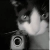 Gatos 5