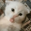 Gato sacando la lengua 7