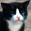 Gatos triste 6